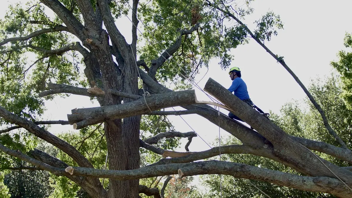 Professional Hazardous Tree Removal performed by certified arborists in Parkman