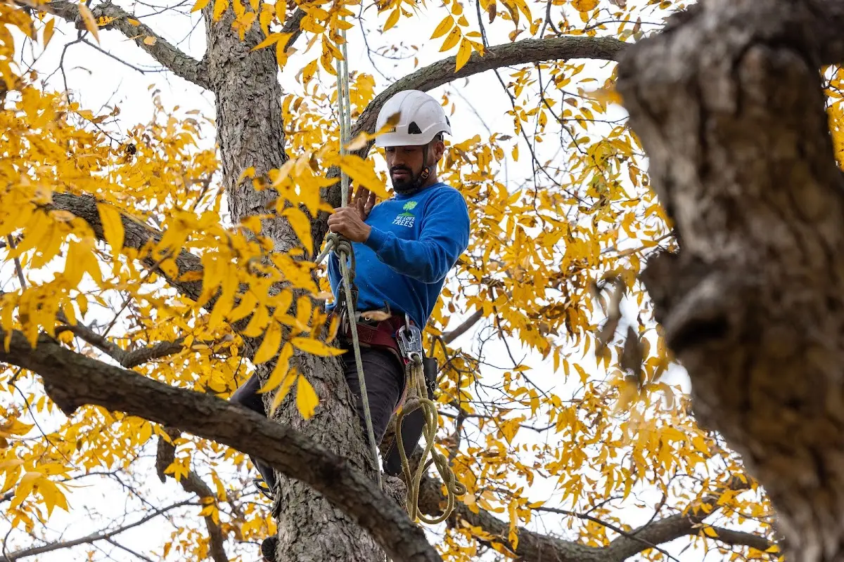 Skilled Tree Transplanting crew working in Parkman